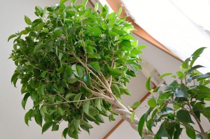 7 лучших растений для очистки воздуха внутри помещения 0