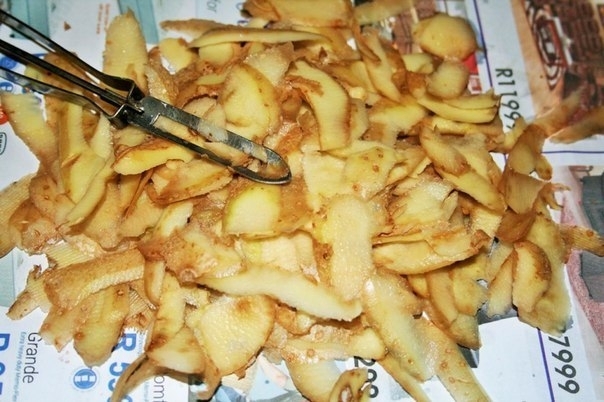 Картофельные очистки - лучшее удобрение для смородины
