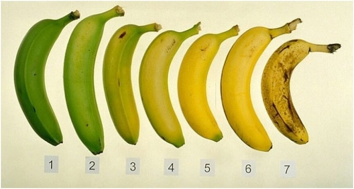 Какой банан полезнее: зеленый или перезревший
