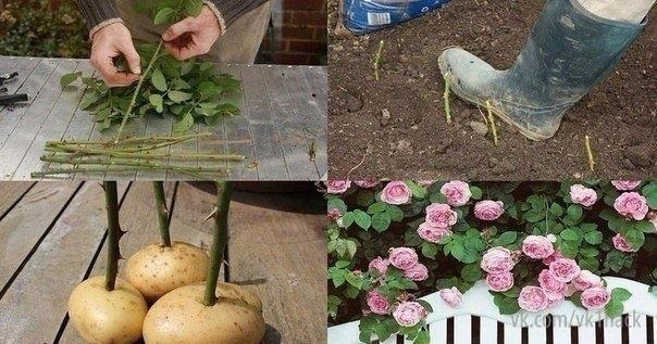 Маленький секрет от садоводов