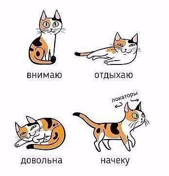 Учимся понимать кошек