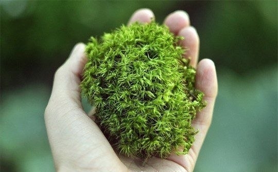 Вечнозеленый маленький мир Вечнозеленый маленький мир