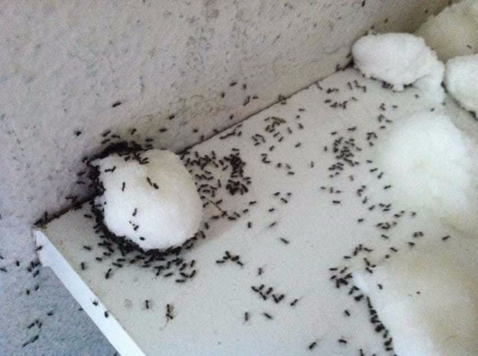 Самый простой способ избавиться от муравьев в доме