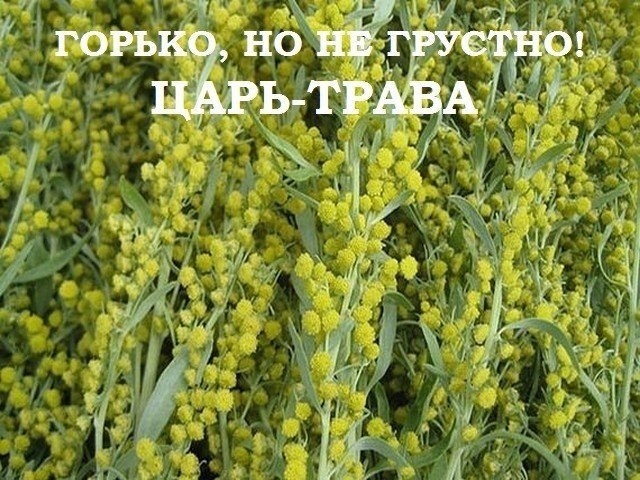 Горько, но не грустно. Царь-трава