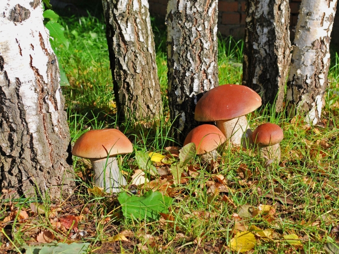 Что такое грибной порошок, правильно сделать грибной порошок дома.