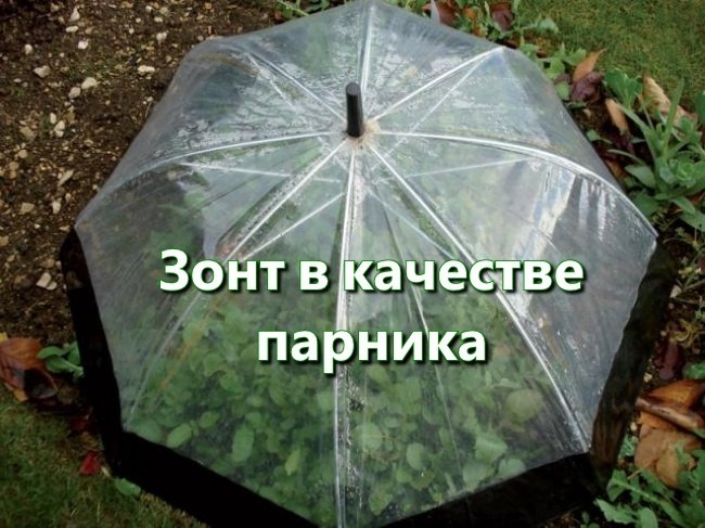 Можно использовать старый прозрачный зонт-трость, чтобы соорудить временный парник