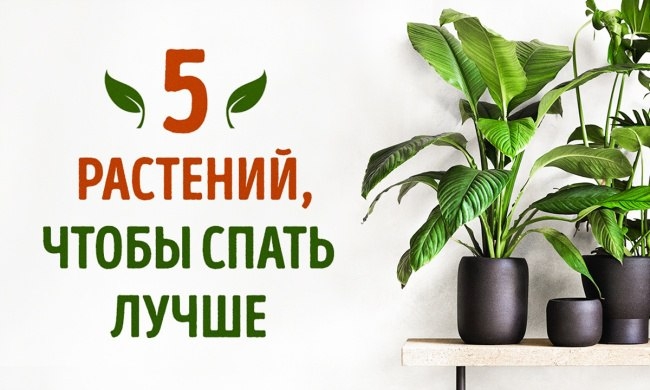 5 растений, которые помогут лучше спать.