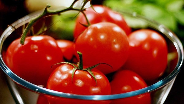 Недозрелые крепкие помидоры замечательно дозреют в домашних условиях