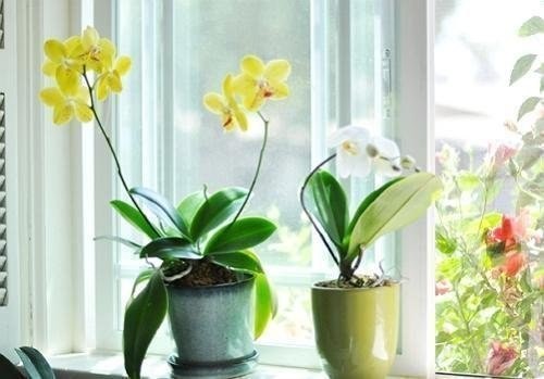 Все, что нужно знать о цветении орхидей!