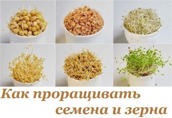 Как проращивать семена и зерна: сохраните их энергетический потенциал для своего здоровья!