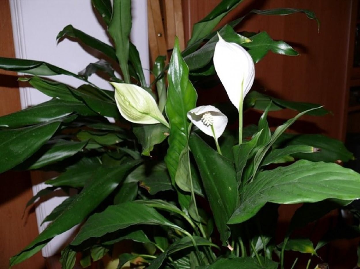 Растение с белым цветком