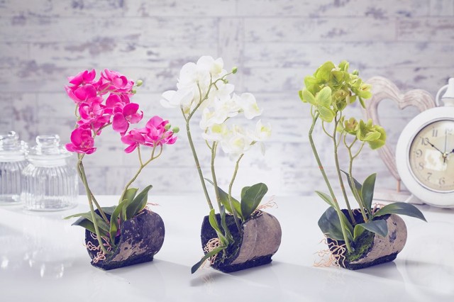 Ухаживаем за орхидеями в домашних условиях
