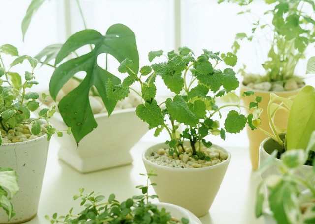 ​Как ухаживать за комнатными растениями зимой