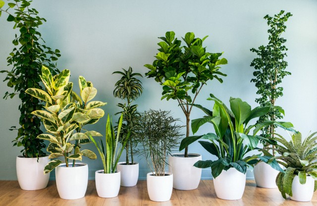 ​12 комнатных растений, рекомендованных для гостиной