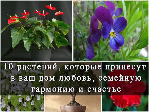 10 растений, которые принесут в Ваш дом любовь.