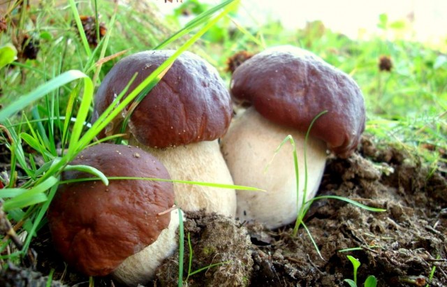 Как вырастить лесные грибы на участке?