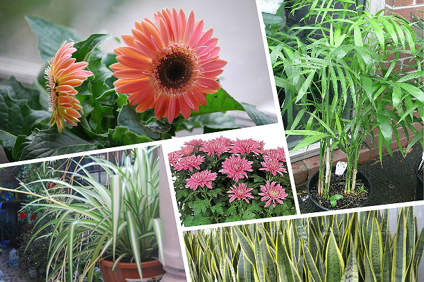 Домашние растения, которые отлично очищают воздух!