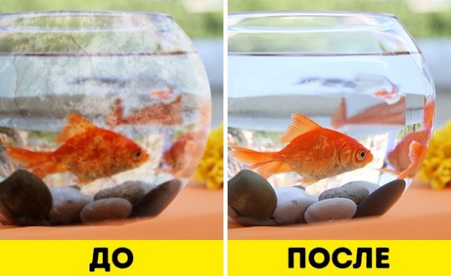Как удалить отложения из аквариума? Как удалить отложения из аквариума?
