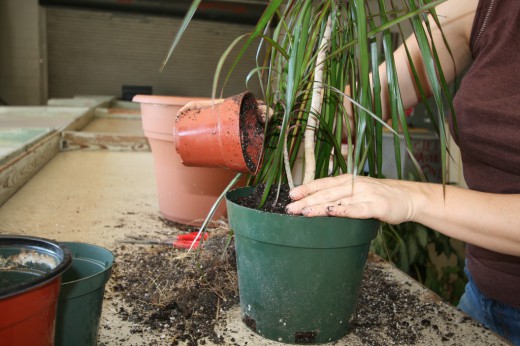 Как правильно пересаживать растения?