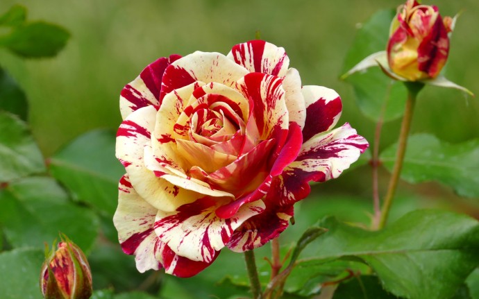 ​6 ошибок выращивания роз