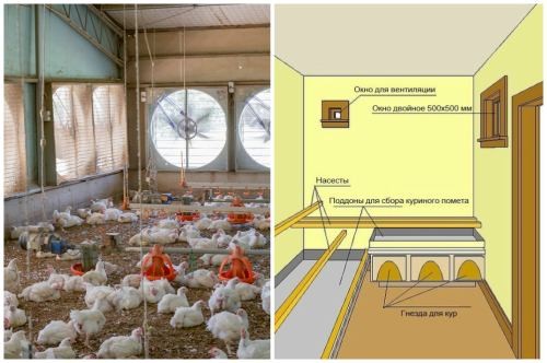 Как увеличить яйценоскость климатом в курятнике Как увеличить яйценоскость климатом в курятнике