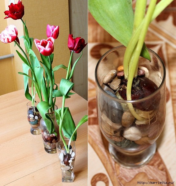 ​Выращивание тюльпанов в прозрачной вазе