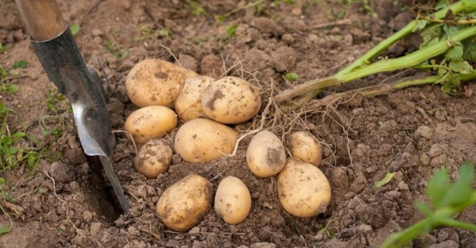​Как вырастить богатый урожай картошки