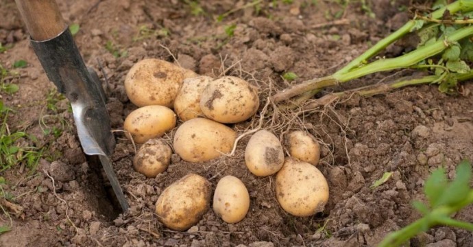Как вырастить богатый урожай картошки Как вырастить богатый урожай картошки