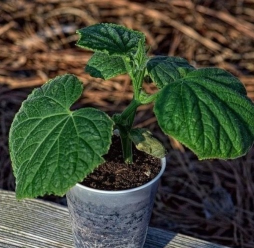 ​4 натуральных удобрения, которые помогут вашей рассаде огурцов