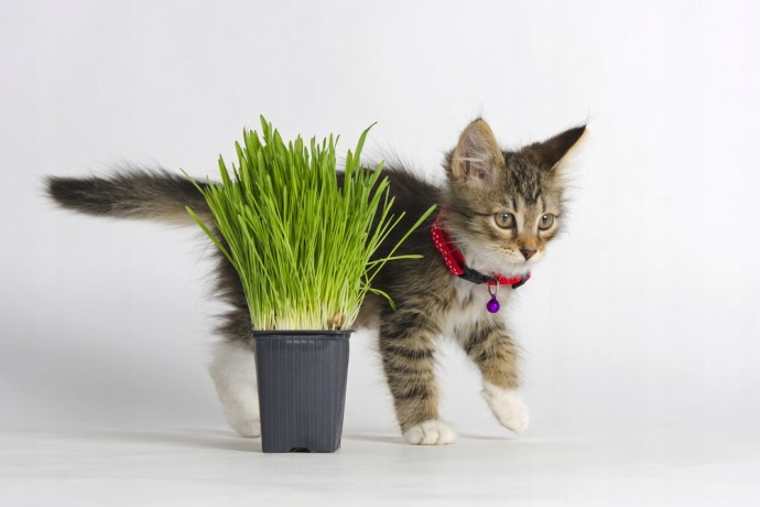 ​Как вырастить траву для кошек дома
