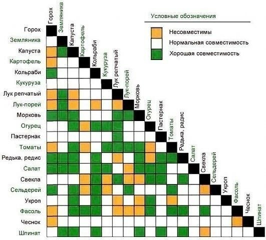 ​Овощи, которые стоит посадить рядом друг с другом