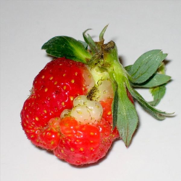 Почему ягоды клубники мелкие и деформированные: 5 настоящих причин и что делать