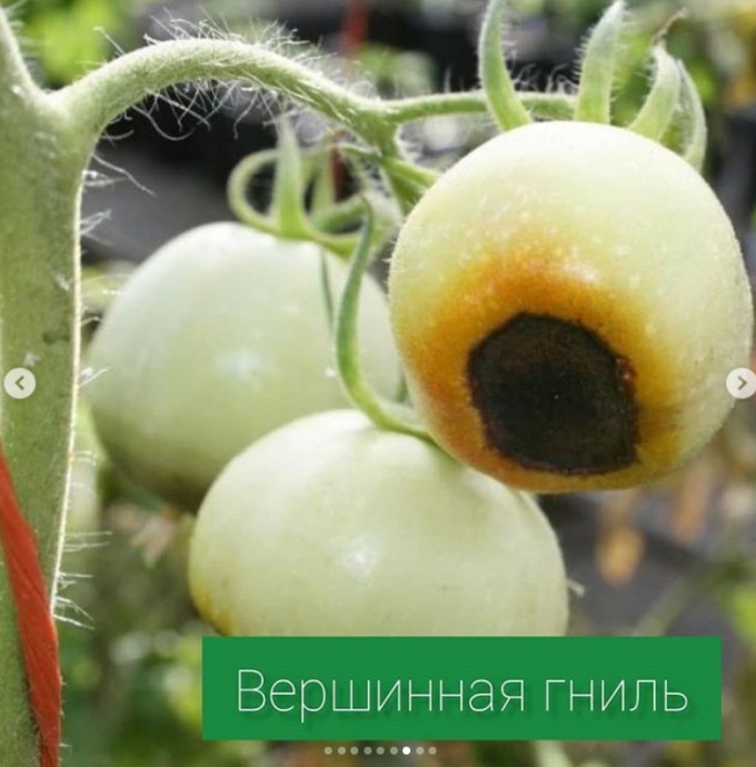 Болезни томатов Болезни томатов