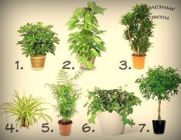 ​7 лучших растений для очистки воздуха внутри помещения