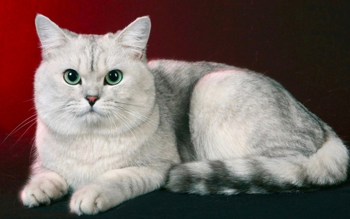 Как цвет кошки влияет на состояние человека