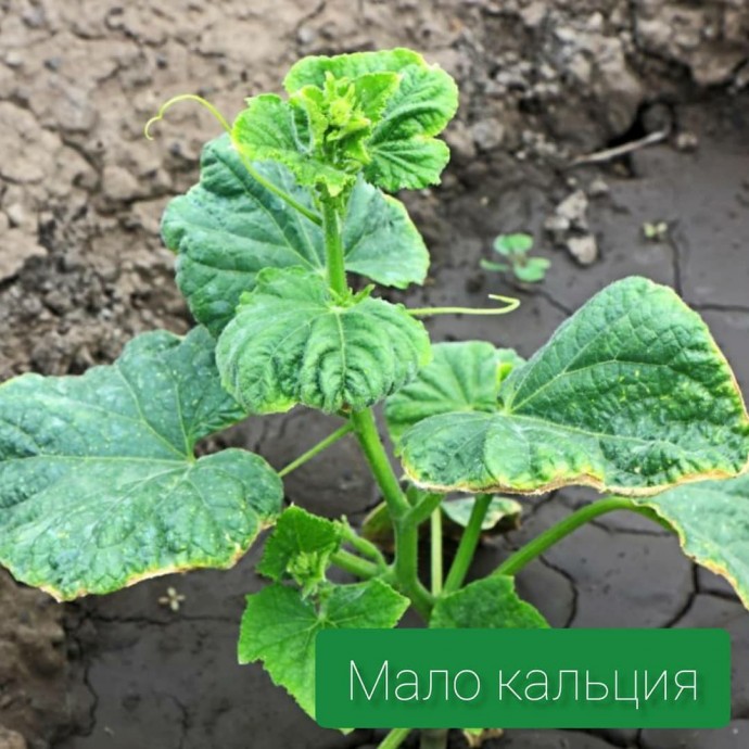 Чего не хватает огурцам Чего не хватает огурцам