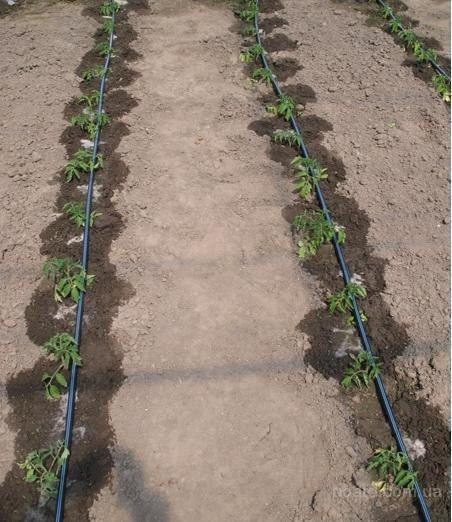 ​Как сделать простейший капельный полив из бочки