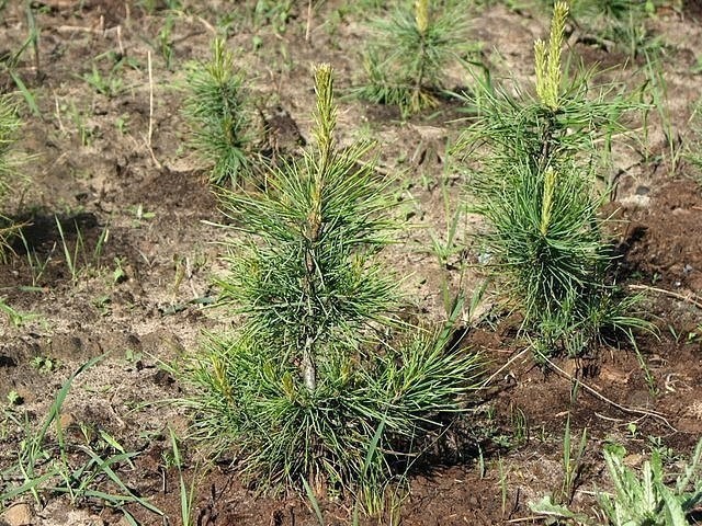 Как вырастить кедр своими руками Как вырастить кедр своими руками