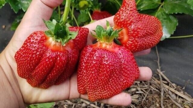 ​Подкормка клубники нашатырным спиртом