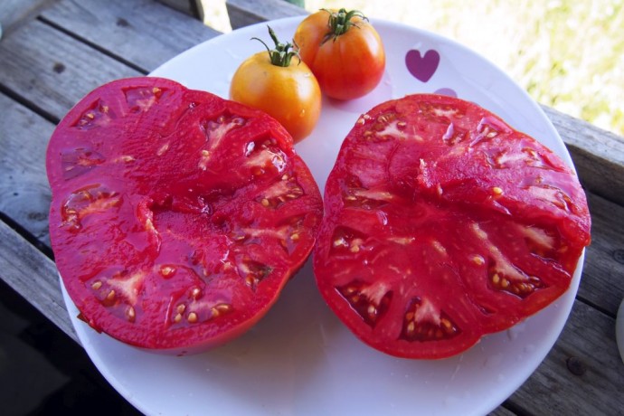 ​Какие сорта томатов выбрать для посадки