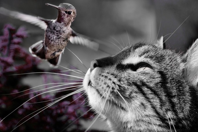 Как помешать коту охотиться на птиц