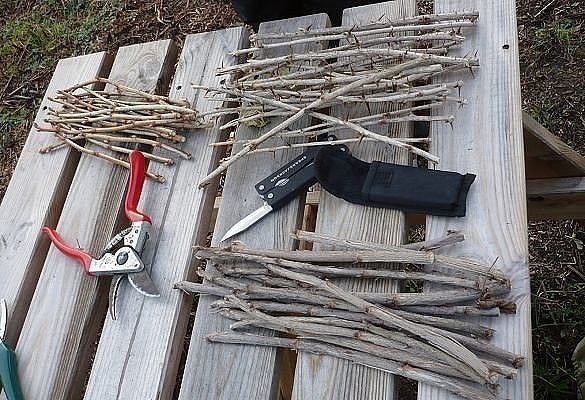 ​Как размножить смородину зимой