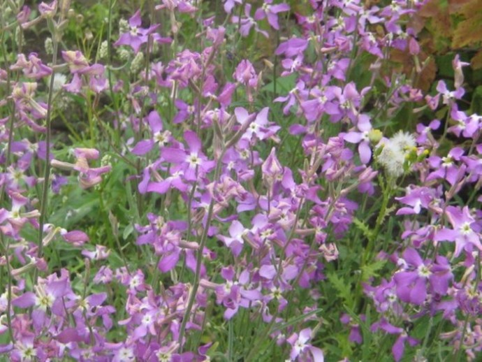 Маттиола против колорадского жука Маттиола против колорадского жука