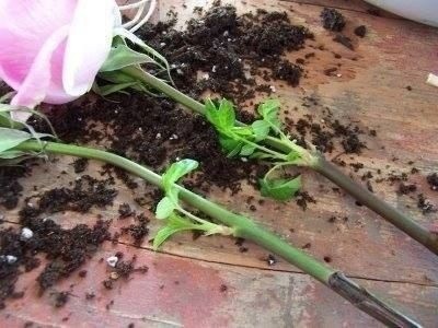 Как вырастить розу из срезанного цветка Как вырастить розу из срезанного цветка