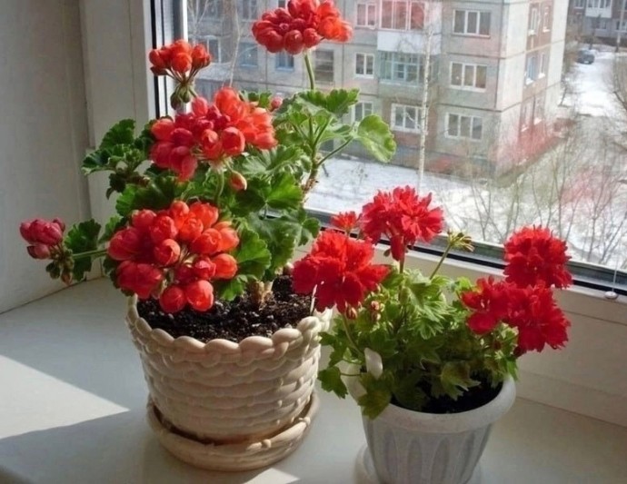 Отличное удобрение для герани Отличное удобрение для герани
