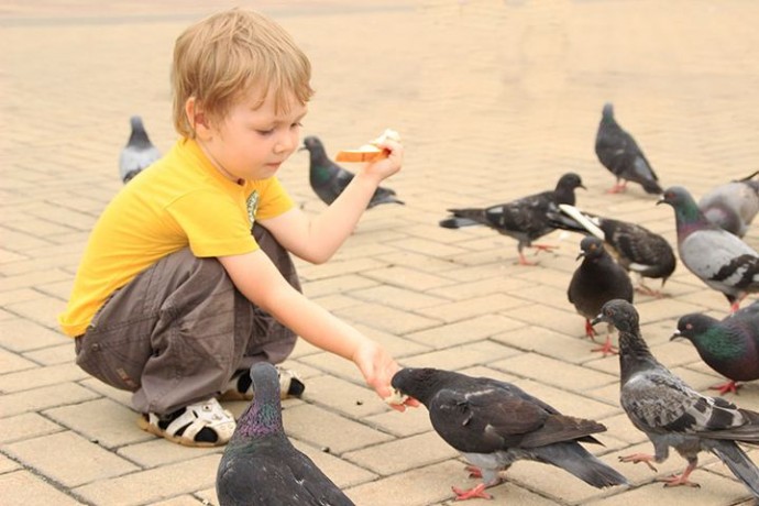 ​Чем опасно кормить птиц