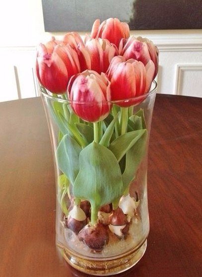 ​Как вырастить тюльпаны к 8 марта