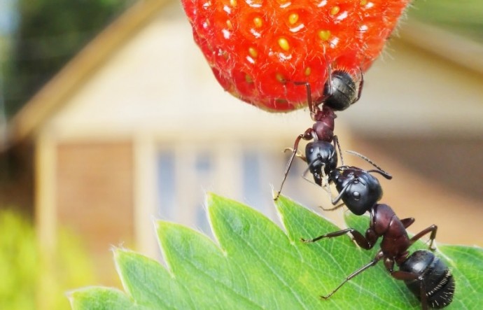 ​Лучший способ избавиться от муравьев на участке