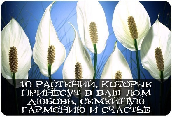 10 растений, которые принесут в ваш дом любовь 10 растений, которые принесут в ваш дом любовь