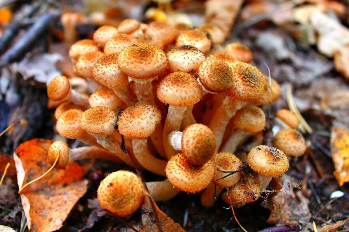 Как не ошибиться в грибах: съедобные виды опят